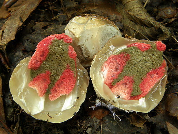 mrežovka kvetovitá Clathrus archeri (Berk.) Dring