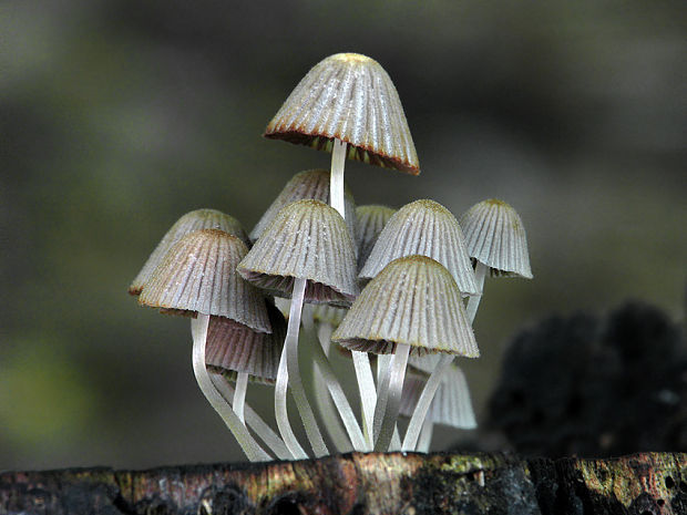 hnojník rozsiaty Coprinellus disseminatus (Pers.) J.E. Lange