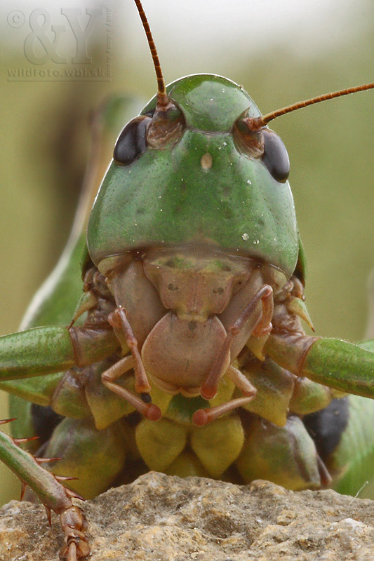 kobylka hryzavá Decticus verrucivorus