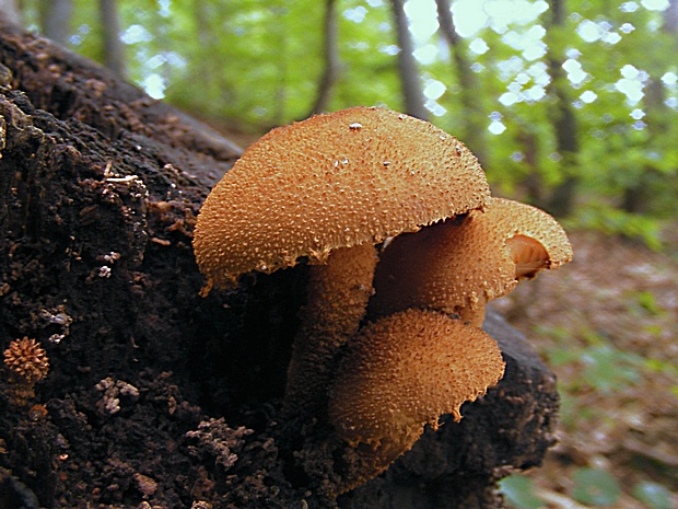 flamulaster ovešaný Flammulaster muricatus (Fr.) Watling