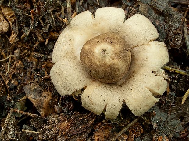 hviezdovka Geastrum sp.