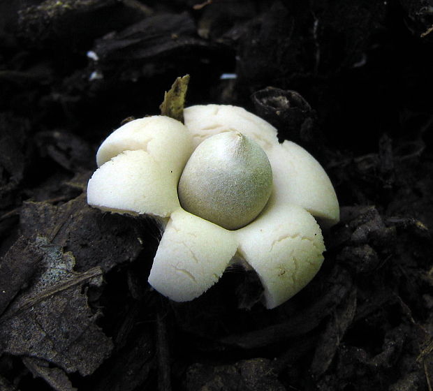 hviezdovka Geastrum sp.