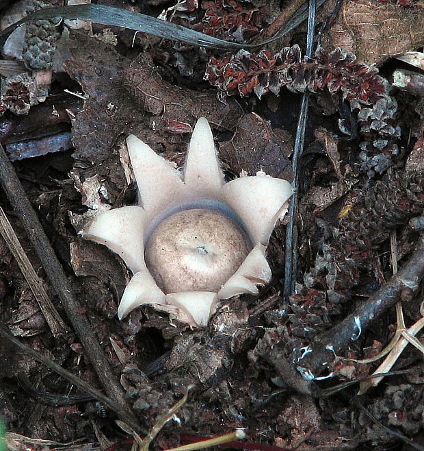 hviezdovka Geastrum sp.