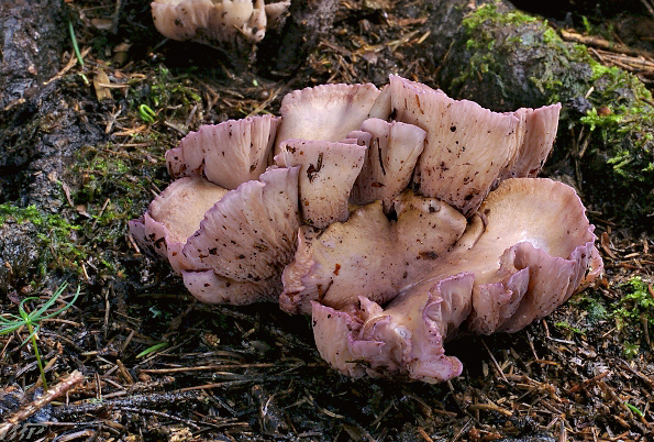 lievikovec kyjakovitý Gomphus clavatus (Pers.) Gray