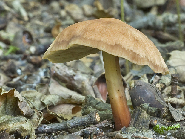 peniazovka vretenovitohlúbiková Gymnopus fusipes (Bull.) Gray