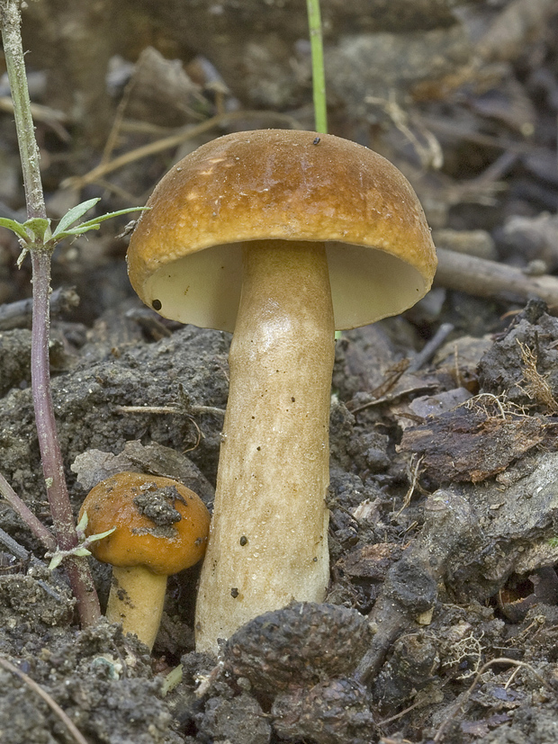 hríbnik gaštanovohnedý Gyroporus castaneus (Bull.) Quél.