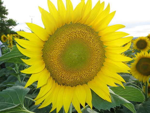 slnečnica ročná Helianthus annuus L.