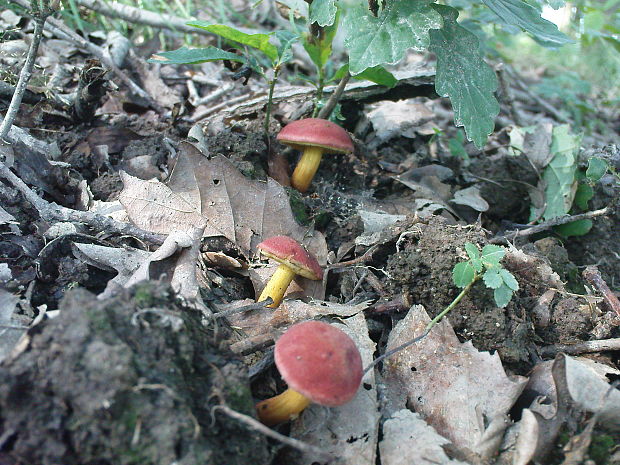 suchohríb karmínový Hortiboletus rubellus (Krombh.) Simonini, Vizzini & Gelardi