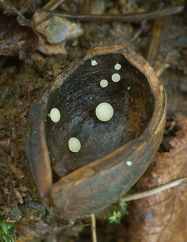 čiašočka ovocná? Hymenoscyphus fructigenus? (Bull.) Fr. 1821