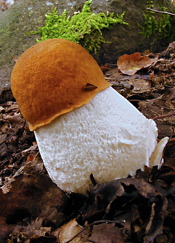 kozák osikový Leccinum albostipitatum den Bakker & Noordel.