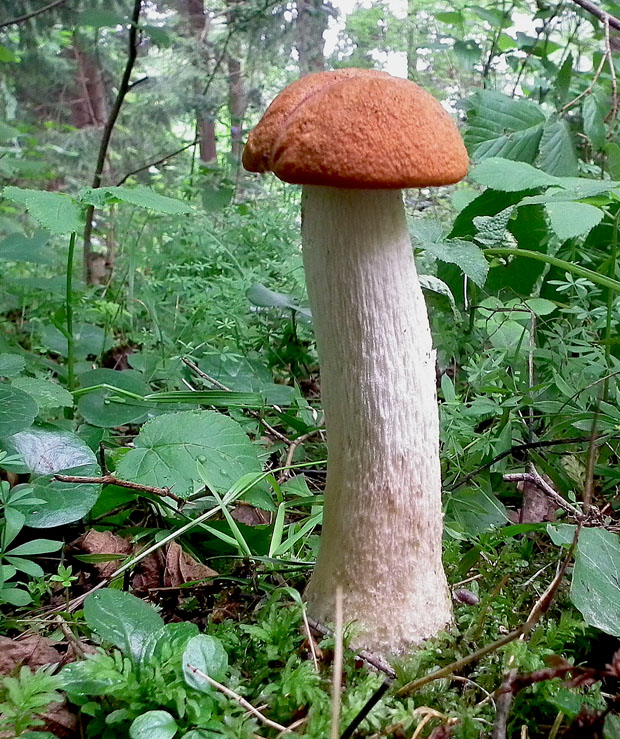 kozák osikový Leccinum albostipitatum den Bakker & Noordel.