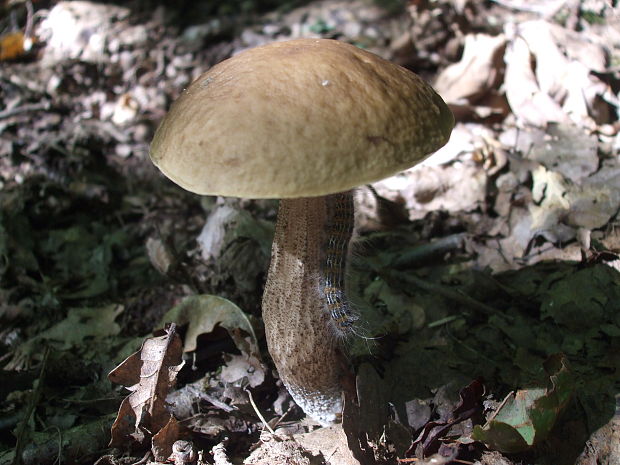 kozák hrabový Leccinum pseudoscabrum (Kallenb.) Šutara