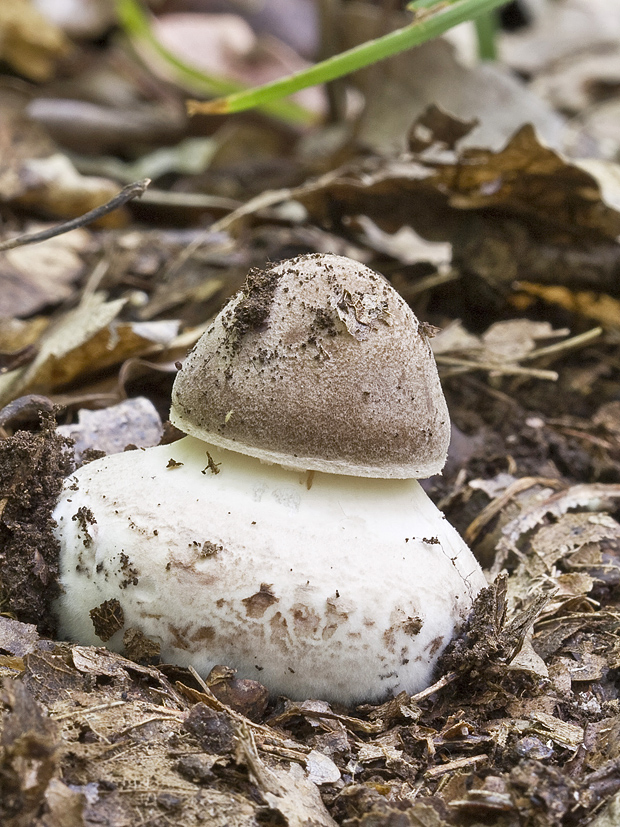 bedľa Leucoagaricus sp.