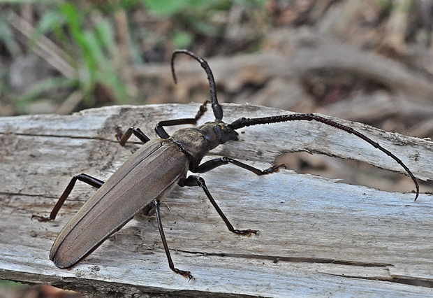 fuzáč drsnotykadlový Megopis scabricornis