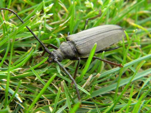 fuzáč drsnotykadlový Megopis scabricornus