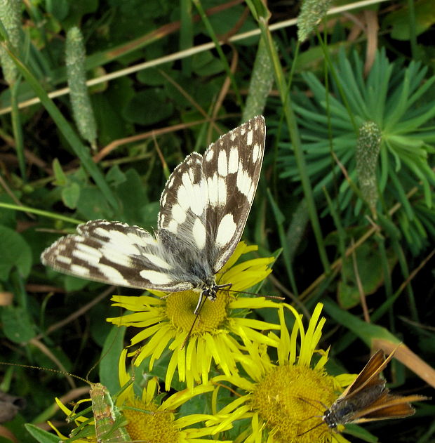 očkáň timotejkový Melanargia galathea