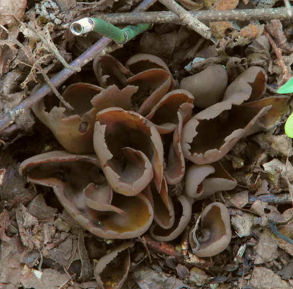 čiaška Peziza sp.