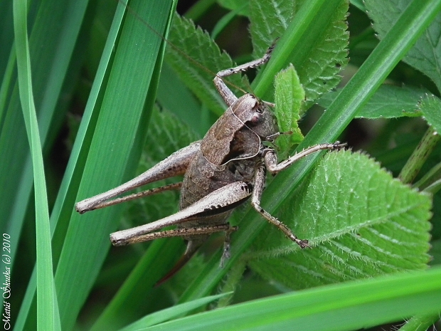 kobylka hnedkastá Pholidoptera griseoaptera