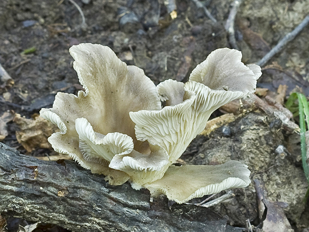 hliva lievikovitá? Pleurotus cornucopiae? Paul.ex Fr.