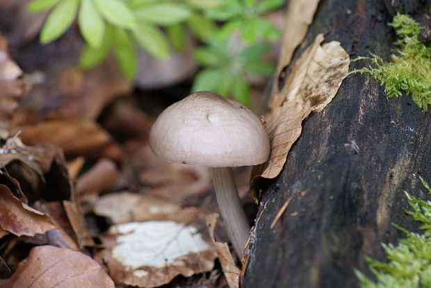 štítovka Pluteus sp.