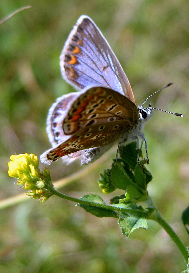 modráčik obyčajný  Polyommatus icarus