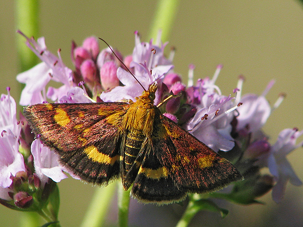 víjačka zlatoškvrnná   Pyrausta aurata