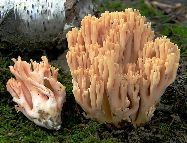 strapačka lososovoružová Ramaria subbotrytis (Coker) Corner