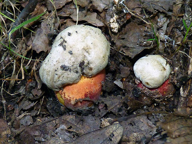 hríb Le Galovej Rubroboletus legaliae (Pilát & Dermek) Della Maggiora & Trassin.