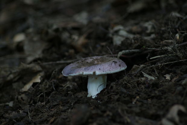 plávka Russula sp.