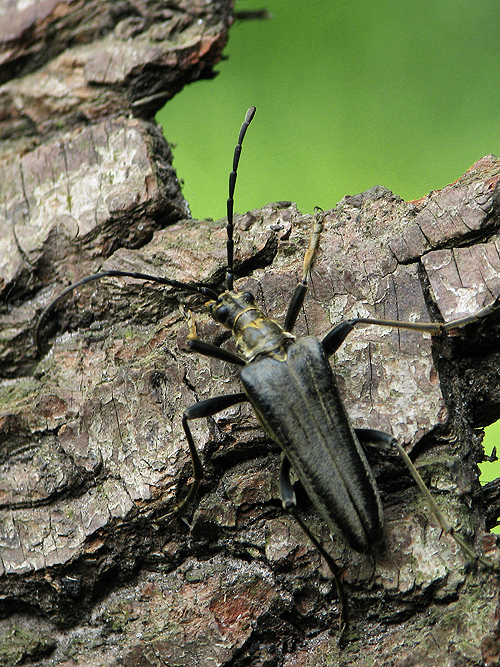 fuzáč Stenocorus meridianus