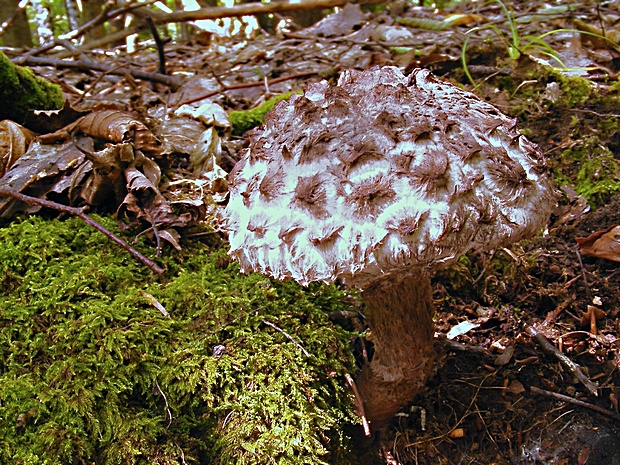 šiškovec šupinatý Strobilomyces strobilaceus (Scop.) Berk.