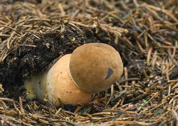 hríb zrnitohlúbikový Sutorius luridiformis (Rostk.) G. Wu & Zhu L. Yang