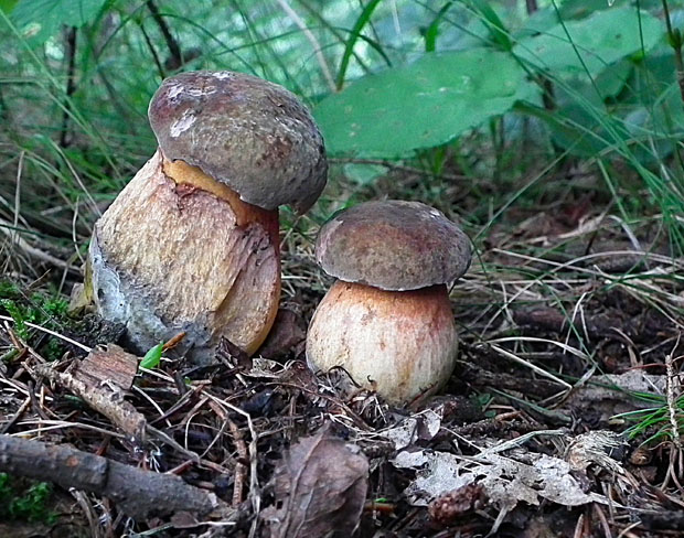 hríb zrnitohlúbikový Sutorius luridiformis (Rostk.) G. Wu & Zhu L. Yang