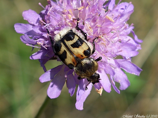 chlpáčik škvrnitý Trichius fasciatus