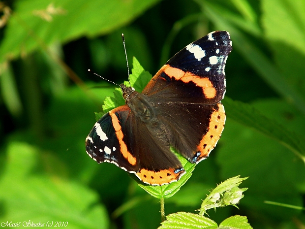 babôčka admirálska Vanessa atalanta