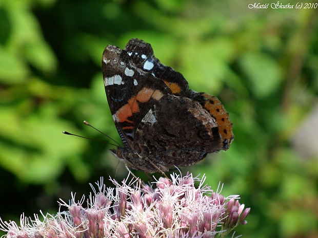 babôčka admirálska Vanessa atalanta