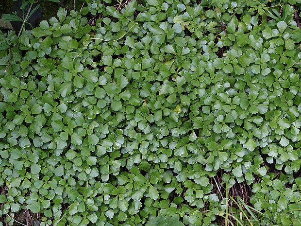 neidentifikovaná rastlina