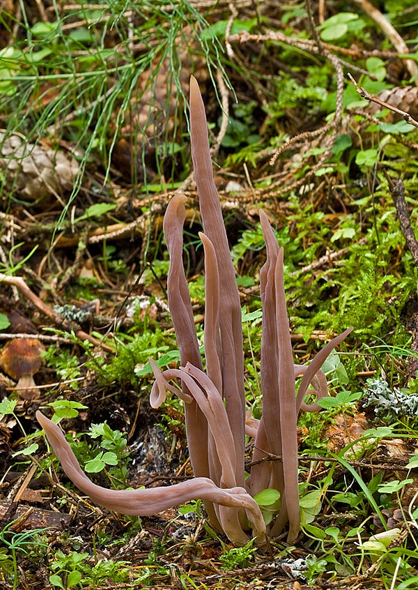 pakyjačik purpurový Alloclavaria purpurea  (O.F. Müll.) Dentinger & D.J. McLaughlin