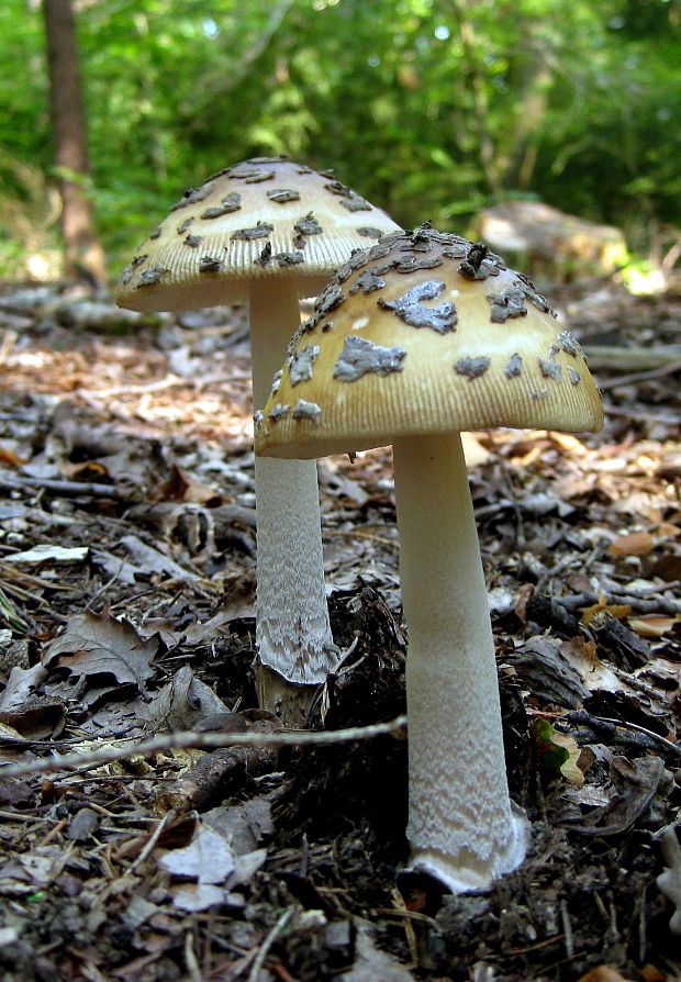 muchotrávka chrastavá Amanita ceciliae (Berk. & Broome) Bas