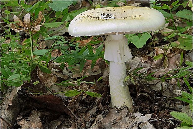 muchotrávka citrónovožltá Amanita citrina Pers.