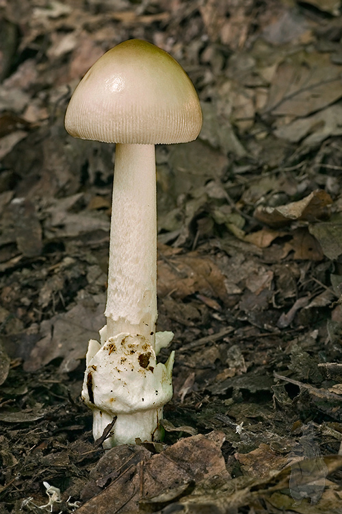 muchotrávka pošvatá Amanita vaginata (Bull.) Lam.