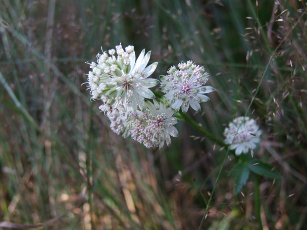 jarmanka väčšia Astrantia major L.