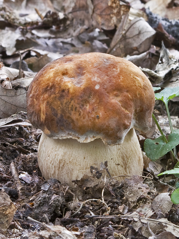 hríb bronzový? Boletus aereus? Bull. ex Fr.