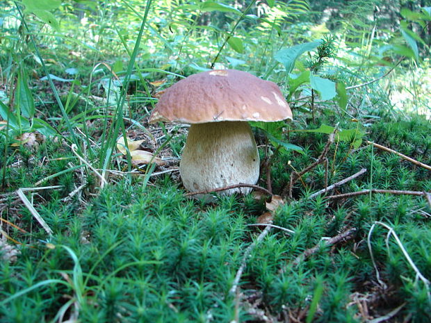 hríb smrekový Boletus edulis Bull.