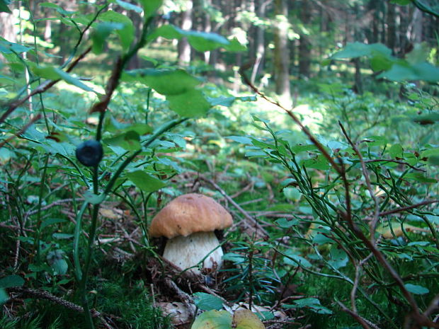 hríb smrekový Boletus edulis Bull.