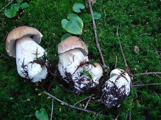 hríb smrekový Boletus edulis Bull.