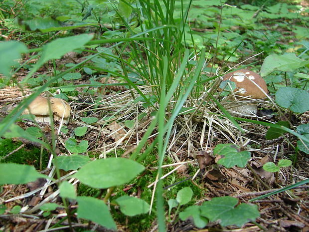 hríb smrekový Boletus edulis Bull.