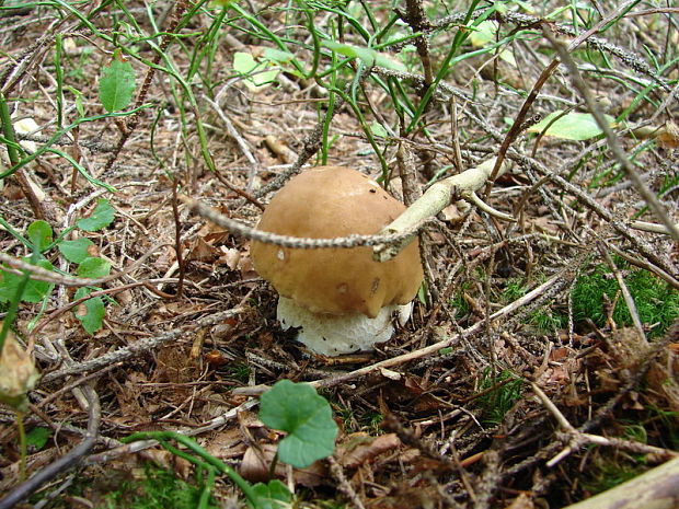 hríb smrekový Boletus edulis Bull.