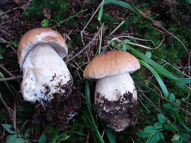 hríb smrekový Boletus edulis Bull.