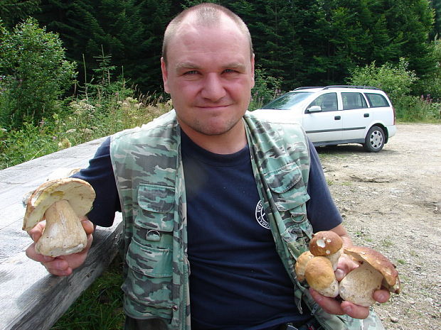 hríb smrekový Boletus edulis Bull.